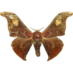 /filer/webapps/moths/media/images/M/mirabilis_Carnegia_AM_MCJM.jpg