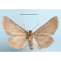 /filer/webapps/moths/media/images/C/cacothemon_Larentioides_A_MGCLb_01.JPG
