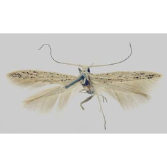 /filer/webapps/moths/media/images/L/leptella_Coleophora_HT_Baldizzone.jpg