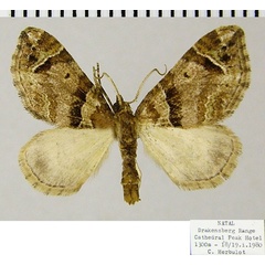 /filer/webapps/moths/media/images/S/spatiosata_Piercia_AM_ZSMa.jpg