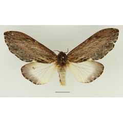 /filer/webapps/moths/media/images/D/dogma_Filiola_AF_Basquin_01.jpg