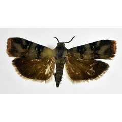 /filer/webapps/moths/media/images/A/agassizi_Nigilgia_AM_NHMO.jpg