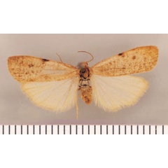/filer/webapps/moths/media/images/M/murina_Pasteosia_PTF_TMSA.jpg