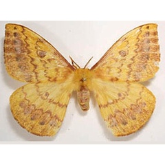 /filer/webapps/moths/media/images/I/ikondae_Tagoropsiella_A_Legrain.jpg