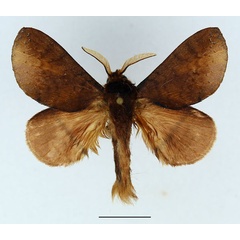 /filer/webapps/moths/media/images/P/punctillata_Europtera_AM_Basquin_01.jpg