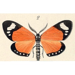 /filer/webapps/moths/media/images/L/libyssa_Aletis_ST_Hopffer_28_2.jpg