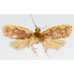/filer/webapps/moths/media/images/P/praetexta_Panegyra_HT_ZMJU.jpg