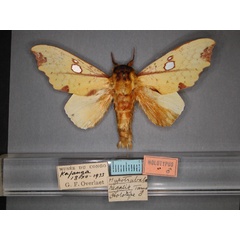 /filer/webapps/moths/media/images/R/regalis_Hypotrabala_HT_RMCA_01.jpg