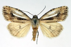 Heliocheilus stigmatia