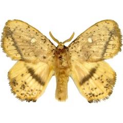 /filer/webapps/moths/media/images/T/theorini_Achrocerides_AM_MCJM.jpg