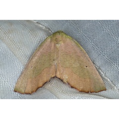 /filer/webapps/moths/media/images/C/cambogiaria_Drepanogynis_A_Heyns_01.JPG