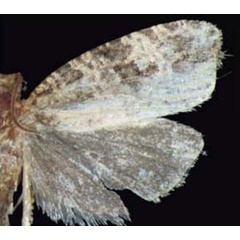 /filer/webapps/moths/media/images/N/nasifera_Thiodia_HT_Trematerra.jpg