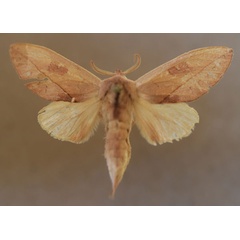 /filer/webapps/moths/media/images/H/helgae_Synete_AM_Butler_03.jpg