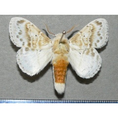 /filer/webapps/moths/media/images/M/magna_Eucraera_AM_Goff_01.JPG