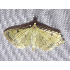 /filer/webapps/moths/media/images/V/verminalis_Herpetogramma_A_Goff_01.jpg