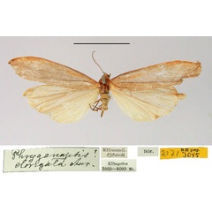 /filer/webapps/moths/media/images/E/elongata_Phryganopsis_HT_SNHM.jpg