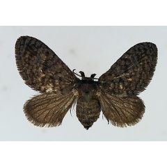 /filer/webapps/moths/media/images/F/fulvipunctata_Epipyrops_AF_TMSA.jpg
