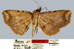 Maxera nova