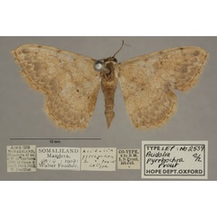 /filer/webapps/moths/media/images/P/pyrrhochra_Scopula_PTF_OUMNHa_02.jpg