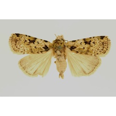 /filer/webapps/moths/media/images/L/leroyi_Mentaxya_PT_RMCA.jpg