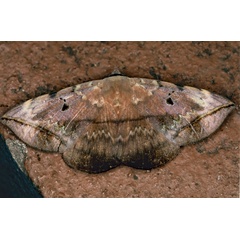 /filer/webapps/moths/media/images/C/capensis_Hypopyra_A_Roland_01.jpg