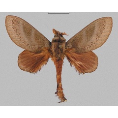 /filer/webapps/moths/media/images/M/maighreadae_Mckenziana_PTM_Stroehle.jpg