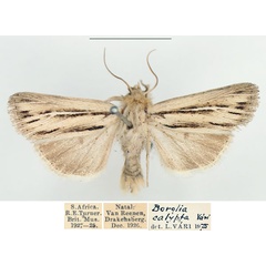 /filer/webapps/moths/media/images/A/amens_Vietteania_AM_BMNH_01.jpg