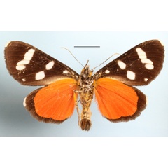 /filer/webapps/moths/media/images/D/deficiens_Heraclia_A_MGCLb_01.JPG