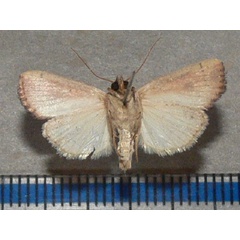 /filer/webapps/moths/media/images/B/brantsii_Mythimna_A_Goffb_01.jpg