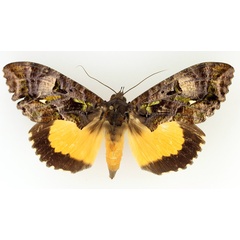 /filer/webapps/moths/media/images/D/divitiosa_Eudocima_AF_TMSA_02.jpg