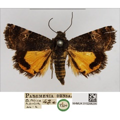 /filer/webapps/moths/media/images/D/densa_Panemeria_HT_NHMUK.jpg