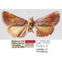 /filer/webapps/moths/media/images/B/bevazalae_Prosaris_HT_MNHN.jpg