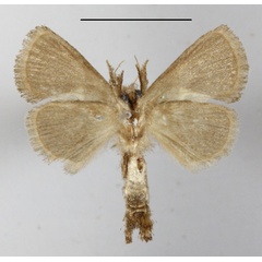 /filer/webapps/moths/media/images/T/triguttata_Metarbela_A_MGCLb_01.JPG