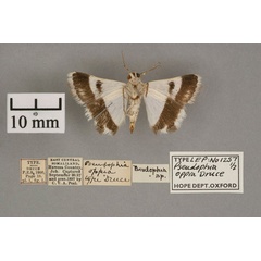 /filer/webapps/moths/media/images/O/oppia_Pseudophia_HT_OUMNH_02.jpg