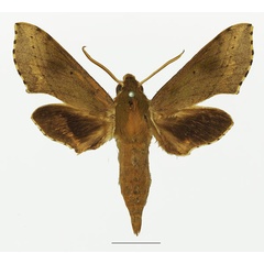 /filer/webapps/moths/media/images/B/butleri_Hippotion_AM_Basquina.jpg