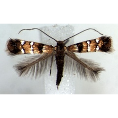 /filer/webapps/moths/media/images/U/umukarus_Phyllonorycter_PT_RMCA.jpg