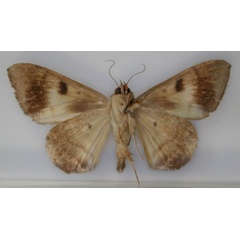 /filer/webapps/moths/media/images/V/violacea_Achaea_PT_RMCA_02.jpg