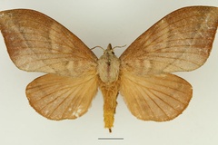 Muzunguja rectilineata