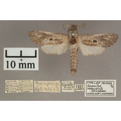 /filer/webapps/moths/media/images/M/mesosticta_Aethalopteryx_A_OUMNHa_01.jpg