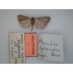 /filer/webapps/moths/media/images/S/sysciodes_Acrapex_HT_RMCA_02.jpg