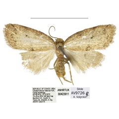 /filer/webapps/moths/media/images/G/gemina_Spatulosia_AF_ANHRT.jpg