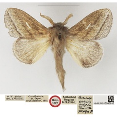 /filer/webapps/moths/media/images/E/exocyrta_Beralade_HT_NHMUK.jpg