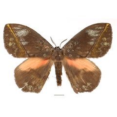 /filer/webapps/moths/media/images/S/salmonea_Acrojana_AM_Basquin_01.jpg