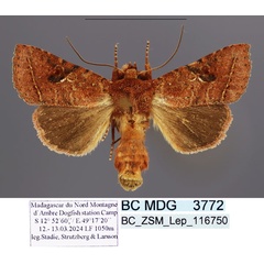 /filer/webapps/moths/media/images/R/rubiginosa_Tunocaria_AM_ZSM.jpg