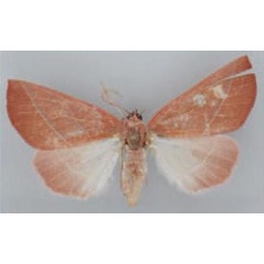 /filer/webapps/moths/media/images/P/pelostolmus_Terpnostola_PT_TMSA.jpg