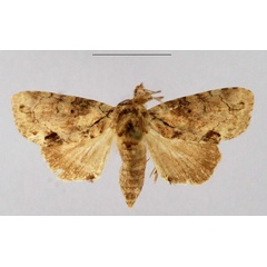 /filer/webapps/moths/media/images/U/uncinata_Saaluncifera_HT_SMNH_8sX6dsX.jpg