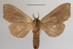 Scalmicauda rectilinea