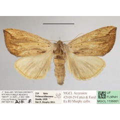 /filer/webapps/moths/media/images/F/fuscata_Lopiena_AF_MGCLa_02.JPG