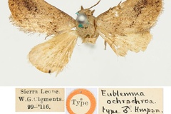 Eublemma ochrochroa