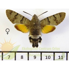 /filer/webapps/moths/media/images/S/stellatarum_Macroglossum_AF_SMCR_01.jpg